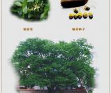 能篆刻又能辟邪的印章材料