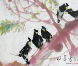 蜀中刘八哥之不同情态八哥欣赏(三)