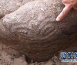 罕见史前“猪首龙”型石刻岩画首次被发现